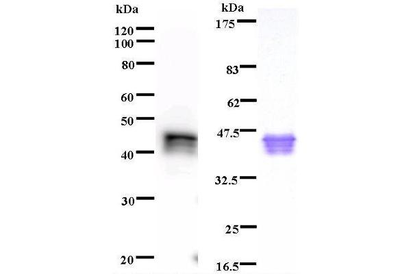 NPAT antibody