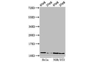 Western Blot Positive WB detected in: Hela cell acid extracts, NIH/3T3 cell acid extracts All lanes: HIST1H4A antibody at 0. (HIST1H4A antibody  (meArg3))