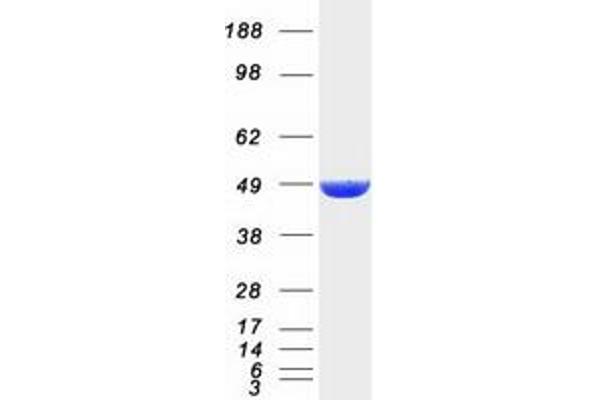 DNAJA2 Protein (Myc-DYKDDDDK Tag)