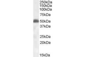 Western Blotting (WB) image for anti-CD200 Receptor 1 (CD200R1) (N-Term) antibody (ABIN2466044) (CD200R1 antibody  (N-Term))