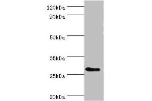 Western blot All lanes: CD48 antigen antibody at 7 μg/mL + Mouse thymus tissue Secondary Goat polyclonal to rabbit IgG at 1/10000 dilution Predicted band size: 28, 20 kDa Observed band size: 28 kDa (CD48 antibody  (AA 27-125))