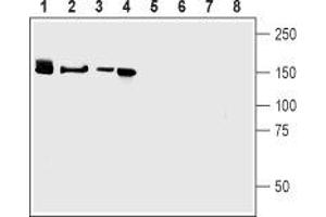 Western blot analysis of mouse brain (lanes 1 and 5), rat brain (lanes 2 and 6), human brain neuroblastoma (SH-SY5Y) cells (lanes 3 and 7) and rat Pheochromocytoma (PC-12) cells (lanes 4 and 8): - 1-4. (Neurexin 3 antibody  (Extracellular, N-Term))