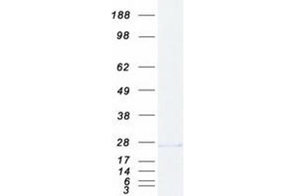 HINT3 Protein (Myc-DYKDDDDK Tag)