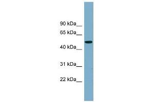 PRSS16 antibody used at 1 ug/ml to detect target protein. (PRSS16 antibody)