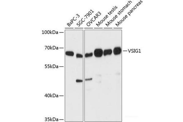 VSIG1 antibody