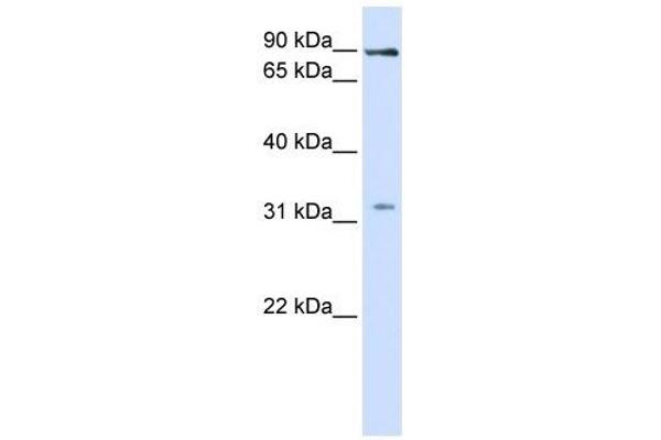 LRRC8B antibody  (Middle Region)