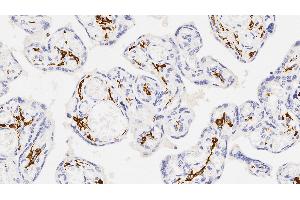 Human placenta: immunohistochemical staining for CD163. (CD163 antibody  (N-Term))