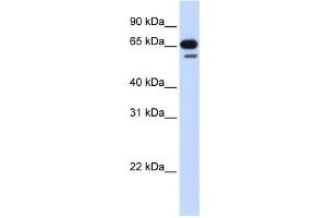 Western Blotting (WB) image for anti-R3H Domain Containing 2 (R3HDM2) antibody (ABIN2459852) (R3HDM2 antibody)