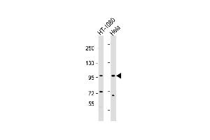 Lane 1: HT-1080, Lane 2: HeLa lysate at 20 µg per lane, probed with bsm-51161M TFRC (514CT23. (Transferrin Receptor antibody)