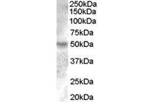 ABIN2562479 (0. (ESRRG antibody  (Internal Region))