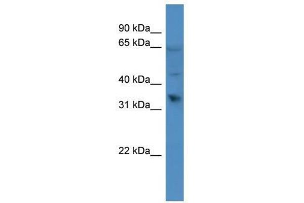 OR1D2 antibody  (C-Term)