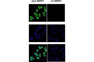 Immunofluorescence (IF) image for anti-DMPO antibody (Biotin) (ABIN6655018)