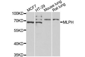 Western blot analysis of extracts of various cell lines, using MLPH antibody. (Melanophilin antibody)