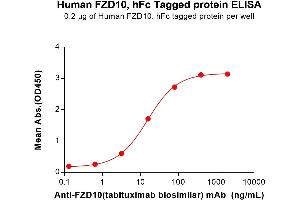 ELISA plate pre-coated by 2 μg/mL (100 μL/well) Human Protein, hFc Tag (ABIN7092805, ABIN7272422 and ABIN7272423) can bind Anti-(tabituximab biosimilar) mAb in a linear range of 3. (FZD10 Protein (AA 21-161) (Fc Tag))