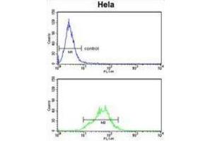 Flow Cytometry (FACS) image for anti-Lactate Dehydrogenase A (LDHA) antibody (ABIN3004211) (Lactate Dehydrogenase A antibody)