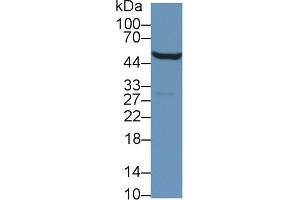 Western blot analysis of Mouse Kidney lysate, using Mouse ALDH9A1 Antibody (1 µg/ml) and HRP-conjugated Goat Anti-Rabbit antibody ( (ALDH9A1 antibody  (AA 322-494))