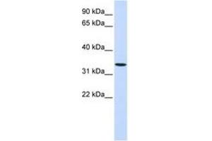 WNT6 antibody  (AA 252-301)