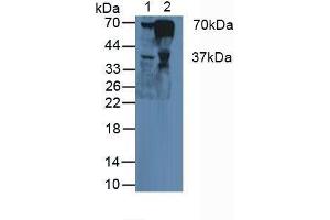 Western blot analysis of (1) Human Liver Tissue and (2) Human Blood Cells. (FGA antibody  (AA 124-214))