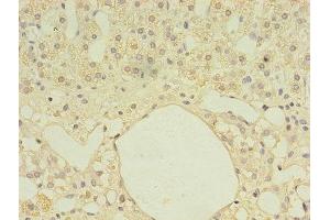 Immunohistochemistry of paraffin-embedded human adrenal gland tissue using ABIN7161027 at dilution of 1:100 (Ferredoxin Reductase antibody  (AA 33-451))