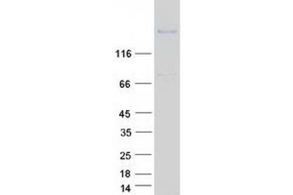 ATRNL1 Protein (Myc-DYKDDDDK Tag)