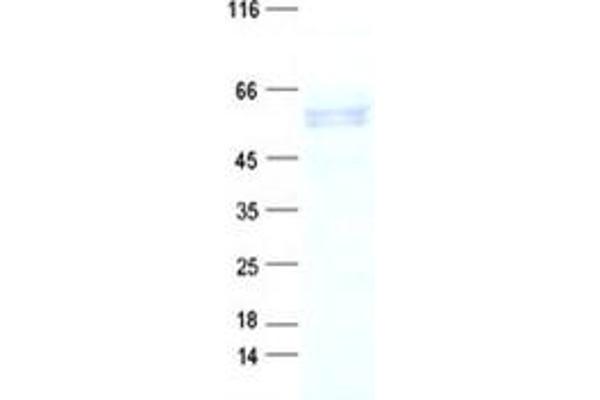 Adracalin Protein (DYKDDDDK Tag)