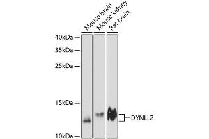 Western blot analysis of extracts of various cell lines, using DYNLL2 antibody (ABIN6130319, ABIN6139894, ABIN6139896 and ABIN6218050) at 1:3000 dilution. (DYNLL2 antibody  (AA 1-89))