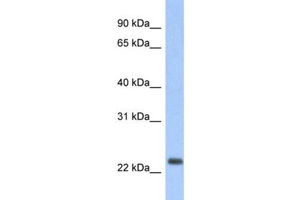 MT-ND6 antibody  (Middle Region)