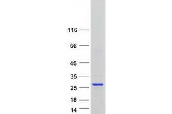 RBM8A Protein (Myc-DYKDDDDK Tag)