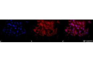 Immunocytochemistry/Immunofluorescence analysis using Rabbit Anti-Hsp27 Polyclonal Antibody . (HSP27 antibody  (APC))