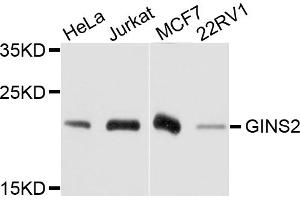 Western blot analysis of extracts of various cell lines, using GINS2 antibody. (GINS2 antibody)