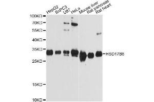 Western blot analysis of extracts of various cell lines, using HSD17B8 Antibody. (HSD17B8 antibody  (AA 1-261))