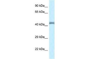 Western Blot showing Tead4 antibody used at a concentration of 1. (TEAD4 antibody  (Middle Region))