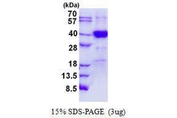 POLR3F Protein