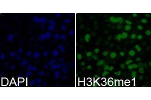 Immunofluorescence (IF) image for anti-Histone 3 (H3) (H3K36me) antibody (ABIN1873003) (Histone 3 antibody  (H3K36me))