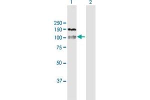 Western Blot analysis of HDAC4 expression in transfected 293T cell line by HDAC4 MaxPab polyclonal antibody. (HDAC4 antibody  (AA 1-972))