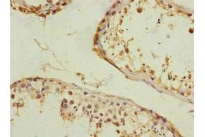 Immunohistochemistry of paraffin-embedded human testis tissue using ABIN7167095 at dilution of 1:100 (RanBP3 antibody  (AA 1-250))