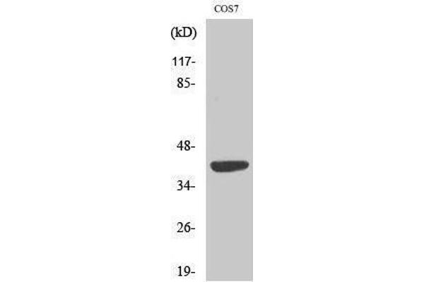 MRPS22 antibody  (Internal Region)