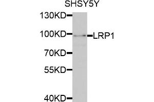 Western blot analysis of extracts of SHSY5Y cells, using LRP1 antibody. (LRP1 antibody)