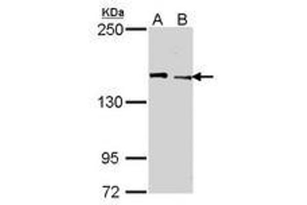 KDM5C antibody  (AA 10-261)