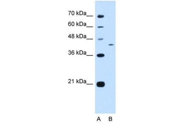 PRRC2B antibody  (N-Term)