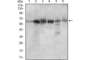 Fig. (CTNNBL1 antibody  (AA 390-557))