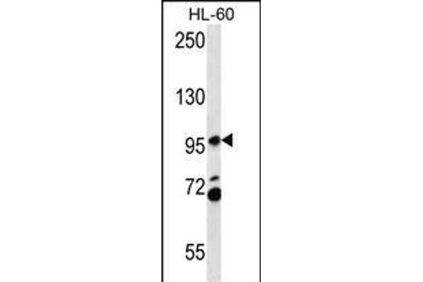 PACS2 antibody  (C-Term)