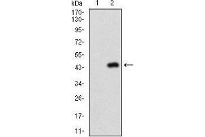 Western Blotting (WB) image for anti-Napsin A Aspartic Peptidase (NAPSA) (AA 20-158) antibody (ABIN1724854)