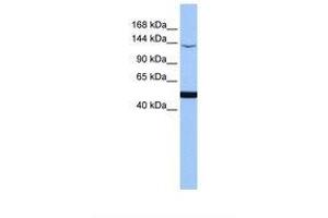 Image no. 1 for anti-Mitogen-Activated Protein Kinase Kinase Kinase 1 (MAP3K1) (AA 1251-1300) antibody (ABIN6738489) (MAP3K1 antibody  (AA 1251-1300))