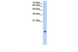 Image no. 1 for anti-Histone H2A (C-Term) antibody (ABIN321866) (Histone H2A antibody  (C-Term))