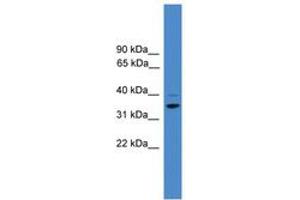 Image no. 1 for anti-Cyclin H (CCNH) (AA 50-99) antibody (ABIN6745409) (Cyclin H antibody  (AA 50-99))