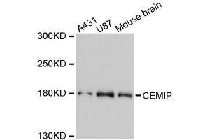 Western blot analysis of extracts of various cell lines, using CEMIP antibody (ABIN5996397) at 1:3000 dilution. (CEMIP antibody)