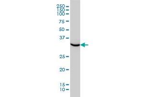 HTRA2 monoclonal antibody (M02), clone 4F10 Western Blot analysis of HTRA2 expression in HeLa . (HTRA2 antibody  (AA 359-458))