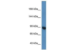 Western Blot showing Eif2c3 antibody used at a concentration of 1. (EIF2C3 antibody  (N-Term))