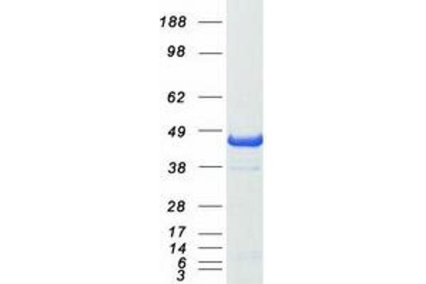 PAWR Protein (Myc-DYKDDDDK Tag)